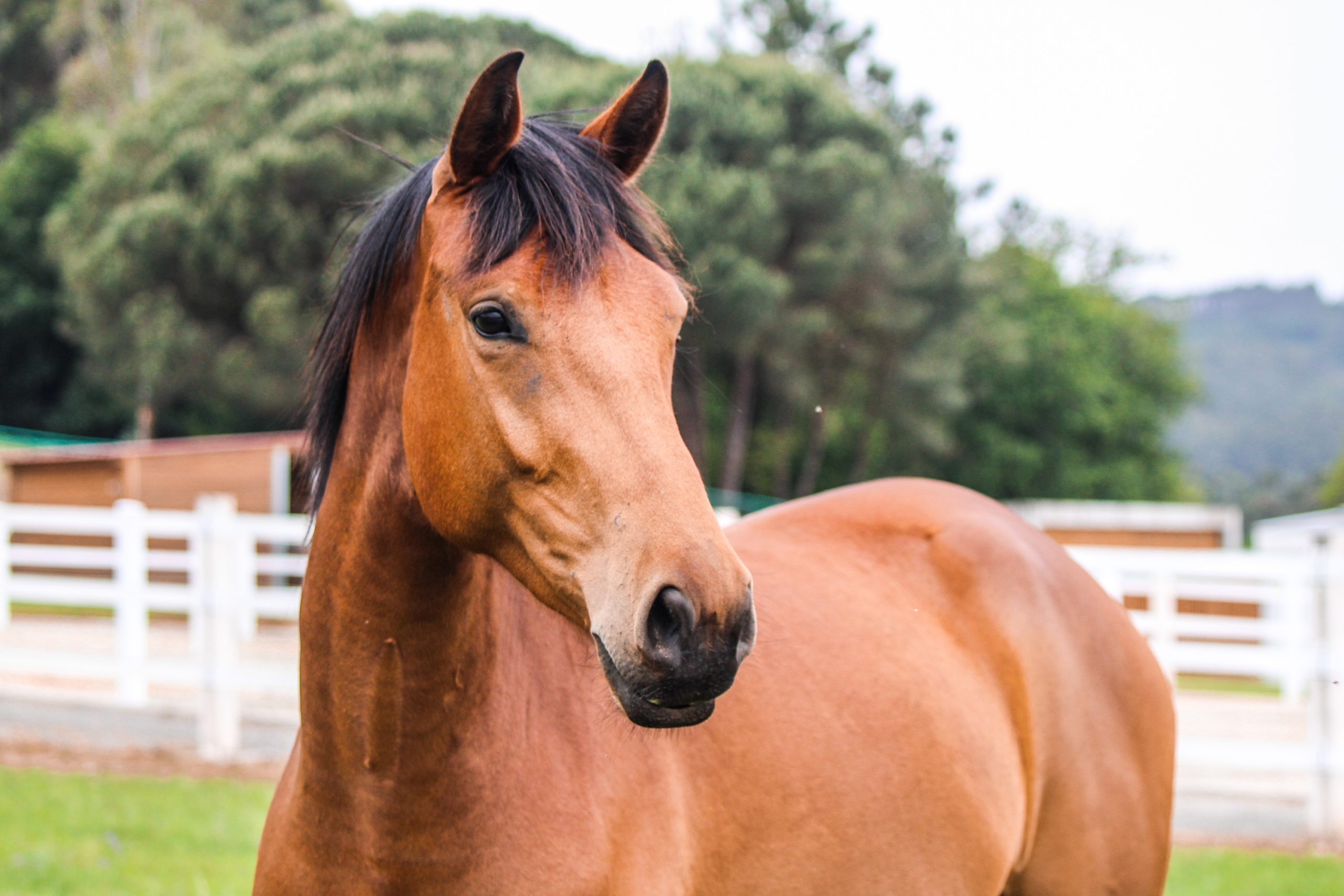 Escuela de iniciación y perfeccionamiento