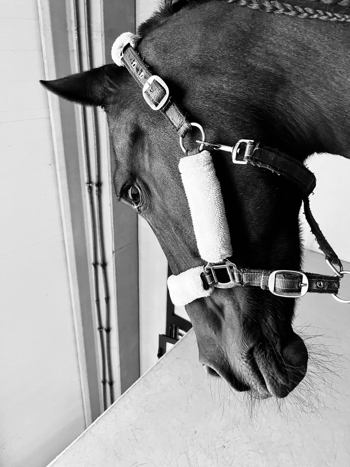 Escuela de iniciación y perfeccionamiento